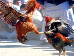 Polisi Gerebek Lokasi Judi Sabung Ayam
