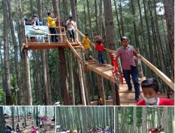 Hutan Pinus Buntu Datu Manjakan Pengunjung Spot Dan Wahana Menarik