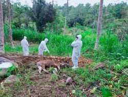 12 Ekor Sapi Terjangkit PMK di Desa Sumilan Dipotong Bersyarat