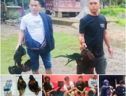 Resmob Polres Torut Amankan Empat Pelaku Judi Sabung Ayam