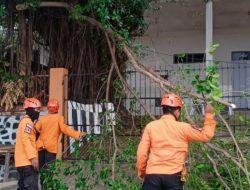 BPBD Parepare Sikapi Laporan  Inspektorat soal Ranting Pohon Patah