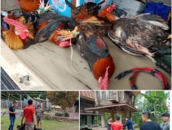 Polres Toraja Utara Gerebek Judi Sabung Ayam di Dua Lokasi Berbeda