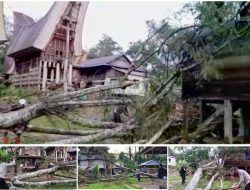 Tongkonan dan Rumah Tertimpa Pohon di Sangalla