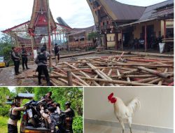 Motor dan Ayam Jago Diamankan Petugas di Arena Sabung Ayam