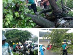 Empat Pohon Tumbang, Saat ini Ditangani DLH Makassar