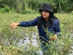 DSP Bacaleg DPR RI Kembangkan Tanaman Tumpangsari di Rongkong