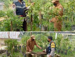 Bhabinkamtibmas Polsek Tondon Nanggala Sambangi Kebun Holtikultura