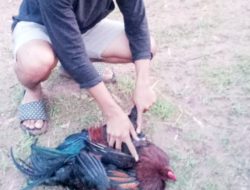 Ayam Jago Disita Polisi di Batualu Selatan Hasil Judi Sabung Ayam