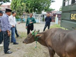 Dua Hari Operasi, Satpol PP dan Damkar Amankan Delapan Ekor Sapi Liar