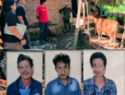 Resmob Polres Tana Toraja Tangkap Tiga Maling Ternak Sapi