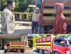 Pos ASF Salubarani Pulangkan Ternak Babi Satu Truk ke Luwu Banggai
