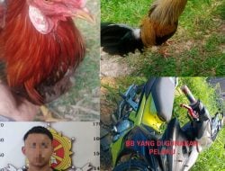 Warga Buntao Diamankan Curi Ayam Jago