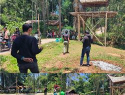 Polres Tana Toraja Bubarkan Arena Judi Sabung Ayam di Sangalla