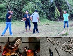 Polisi Amankan Tiga Ayam Jago Aduan di Palawa