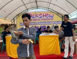 Lomba Makan Pisang, Ada Peserta Bawa Monyet, eh Lanceng