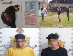Anak di Bawah Umur Ditangkap Judi Sabung Ayam di Nanggala