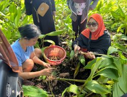 Erna Rasyid Taufan Beli dan Petik Sendiri Kunyit Petani yang Kurang Mampu