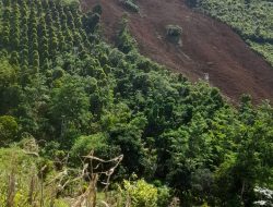 Warga Bua Panik, Gunung Garungga Longsor Merusak Tanaman Sekitarnya