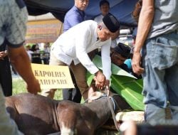 Hari Raya Idul Adha 1445H Polres Parepare Menyembelih 9 Ekor Sapi Kurban, Distribusikan Ke Yayasan dan Pantai Asuhan