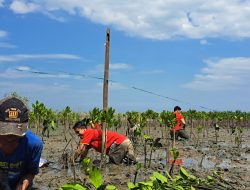 Peduli Lingkungan, Alfamart Tanam Bakau di Kelurahan Untia