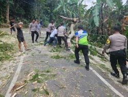 Polres Tator Gercep Evakuasi Pohon Tumbang Tutup Jalan Ke Obwis Diburake