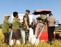 Dandim 1404 Pinrang Letkol INF Abdullah Mahua” Ikuti Panen Perdana