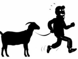 Pelaku Curnak Beraksi di Bulukumba, Tujuh Ekor Kambing Raib