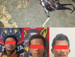 Miris Polisi Bubarkan Sabung Ayam Malah Dianiaya Pelaku