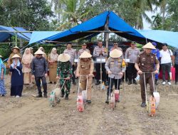 Polres Luwu dan Forkopimda Terus Dorong Upaya Ketahanan Pangan Melalui Penanaman Jagung Serentak