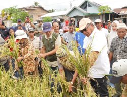 Bupati Andi Utta Panen Padi Salibu di Desa Bontoraja