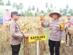 Kapolres Soppeng Hadiri Kegiatan Panen Jagung Perdana di Polsek Lilirilau