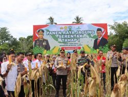 Polres Luwu Gelar Panen Raya Jagung Serantak Guna Mendukung Swasembada Pangan