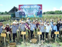 Kapolda Panen Raya Jagung di Lahan ‘Existing’ Bulukumba