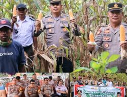 Polres Toraja Utara Panen Raya Komoditas Jagung