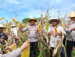 Kapolres Parepare Hadir di Tengah Petani, Dukung Ketahanan Pangan Nasional