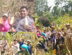 Bhabinkamtibmas Polsek Saluputti Dampingi Panen Jagung Kelompok Tani Binaan