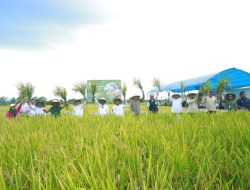 Bupati Luwu H Patahudding Hadiri  Panen Raya Serentak di Desa Seppong