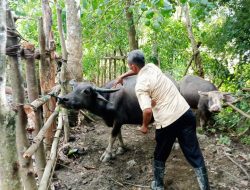 Dinas Ketapang Vaksin Hewan di Bittuang Cegah Penularan PMK