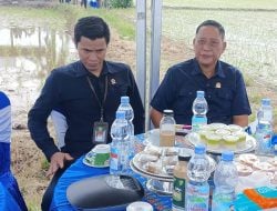 Ketua DPRD Pinrang Hadiri Gerakan Tanam Padi Serentak, Dukung Ketahanan Pangan Nasional