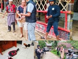 Polres Toraja Utara Amankan Ayam Jago Gerebek Sabung Ayam di Tondon Matallo