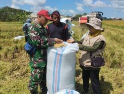 Babinsa Sertu Edy Dampingi Panen Warga di Kelurahan Maccorawalie sebagai Bentuk Dukungan Swasembada Pangan