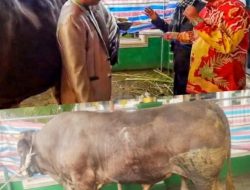 Bupati Zadrak Serahkan Sapi Qurban Bantuan Presiden Prabowo di Mesjid Nurul Jihad Se’pon