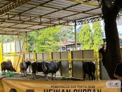 Sebagai Bentuk Terima Kasih Ke Masyarakat, Anggota DPR RI Nurdin Halid Serahkan 40 Ekor Sapi di Dapil