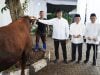 BSI Distribusian Hewan Kurban Sapi dan Kambing Sebanyak 15.272 Ekor di Iduladha 1446 H