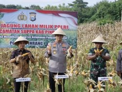 Kapolres Pinrang Turun Langsung di Panen Raya: Komitmen Polri untuk Swasembada Pangan