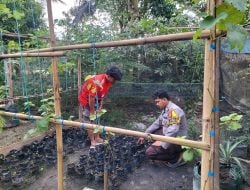 Dekat dengan Warga, Bhabinkamtibmas Polsek Walenrang Dorong Ketahanan Pangan Lewat Pekarangan Anggur