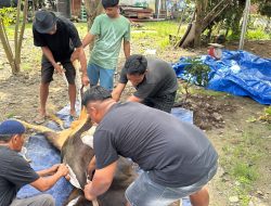 Idul Adha 2025, NasDem Sulsel Kurban 130 Ekor Sapi, Tersebar di 24 Kabupaten-Kota