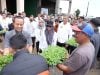 Gowa Jadi Sentra Penanaman Benih Dasar Kentang, Gubernur Sulsel Bagikan 175 Ribu Stek Berakar