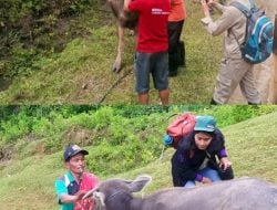 Dinas Pertanian Tana Toraja Vaksinasi PMK di Dua Kecamatan